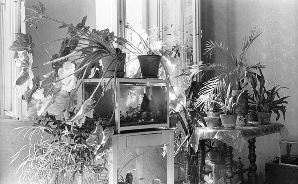 Image of houseplants