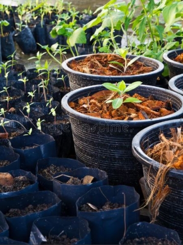 photo of plants in pots