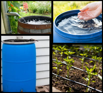 Water barrels and an irrigation system