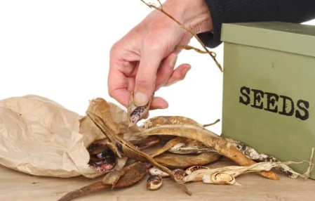 photo of a hand removing bean seeds from a dried pod