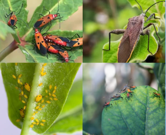 a photo of four different common garden insect pests