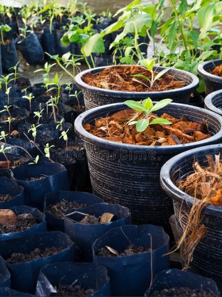 Photo of a variety of plants in pots