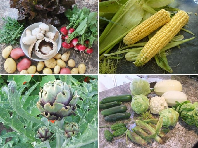 picture of a variety of fresh garden veggies 