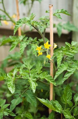 photo of a flowering tomato plant